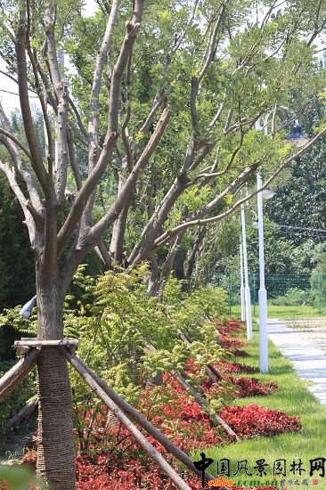 ��·�G�����^��ֲ