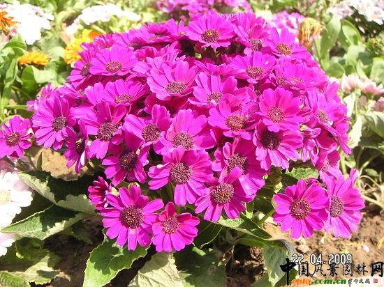 �k���Ĵ���