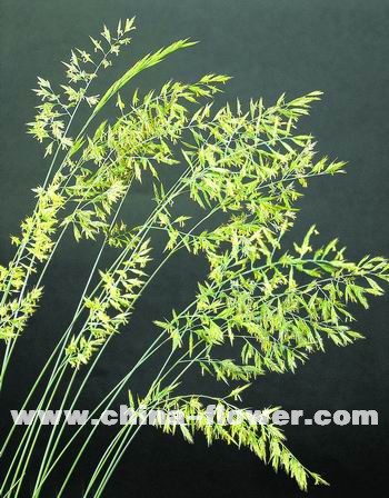 �������^�p����Ʒ�N��B(�M�D)�{(l��n)��é