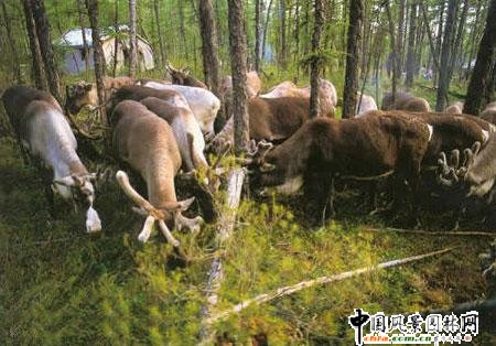 ���أ��Ї����[�ص��ߴ󾰅^(q��)(�M�D)�������ؿ��Z¹�ˣ����ˌ���