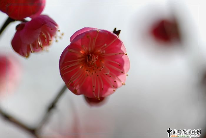 ̤ѩ��÷ ÷���L���DƬ�����p��(�M�D)