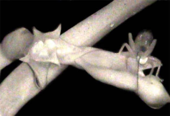 һֻ�����ڽo�����m���ڷ�