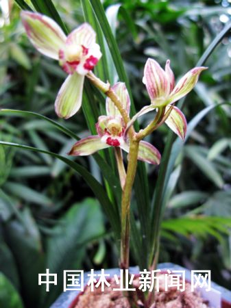 �D�黨�������ġ�����÷����