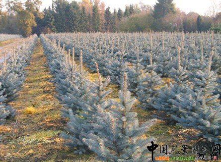 ����������Ӱ