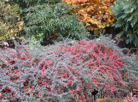 �����塢�@��ֲ������a���o�ܽY�ψ@��ֲ���쾰�����Pԭ�t�cҪ��