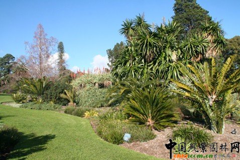 �@��ֲ��ľ��^����