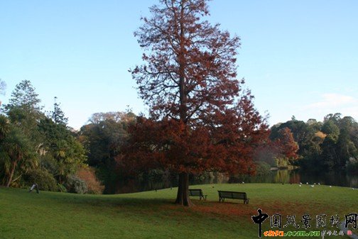 �@��ֲ��ľ��^����