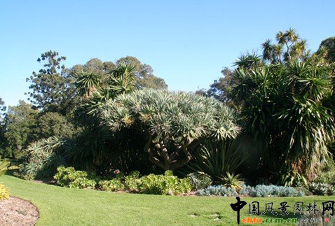 �@��ֲ��ľ��^����