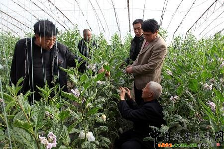 ����׼����N���˅������ڴ���h��ֲ�ɹ�