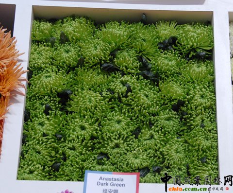 ���mDeliflor��˾������Ʒ�N��Ŀǰ��(gu��)��(n��i)�Ј�(ch��ng)߀�]���@ЩƷ�N��