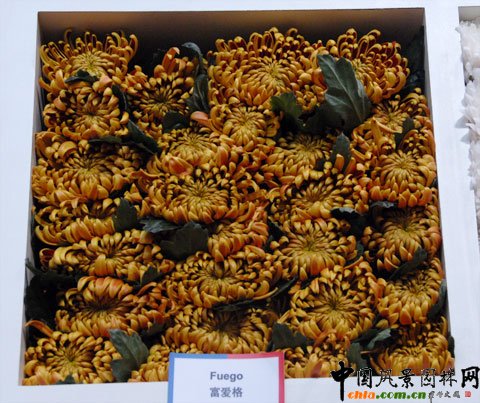 ���mDeliflor��˾������Ʒ�N��Ŀǰ��(gu��)��(n��i)�Ј�(ch��ng)߀�]���@ЩƷ�N��