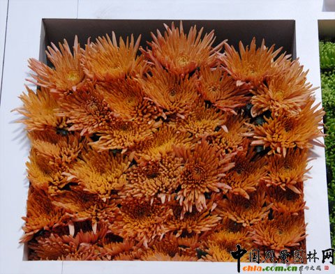 ���mDeliflor��˾������Ʒ�N��Ŀǰ��(gu��)��(n��i)�Ј�(ch��ng)߀�]���@ЩƷ�N��