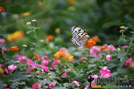 �߲ʵ��@�p����