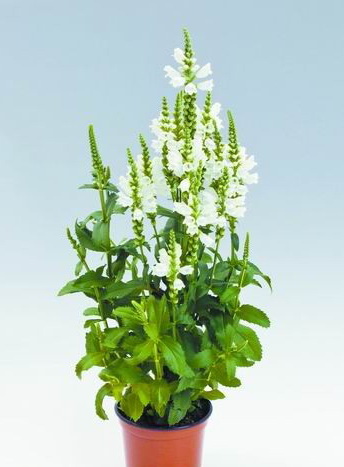 �S��ݡ�ˮ���䡯(�D)