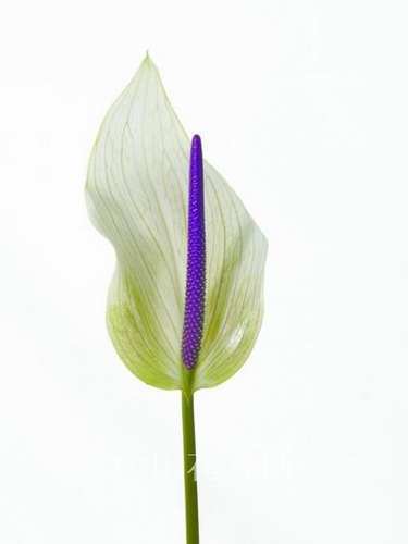 �t���л������ׁ���(�D)