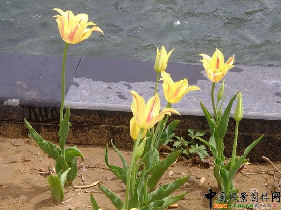 ������ɯ