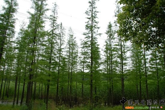 ��ɽɭ�ֹ��@