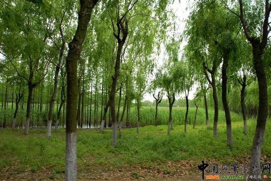 ��ɽɭ�ֹ��@