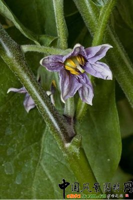 ���ӡ���Ы������ Aubergine ��Scorpio����