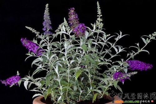 ���~�ݷ��Qϵ�У�Buddleja davidii Buzz Series��