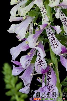 ë���S��������ע������Digitalis ��Serendipity����