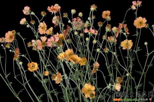 ˮ��÷�����������Geum ��Totally Tangerine����