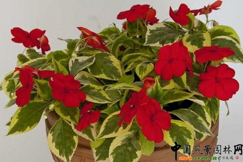 �P�ɡ������������Impatiens ��Masquerade����