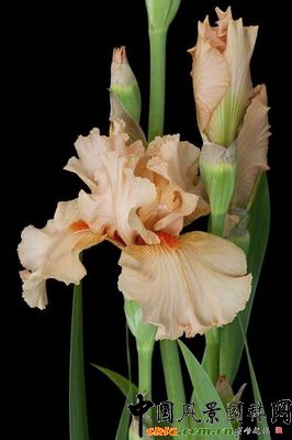 �Sβ������õ�塯��Iris ��Rose de la Vall��e����