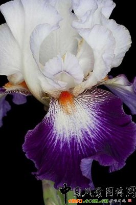 �Sβ��������ӡӛ����Iris��Impressions de Jouy�� ��