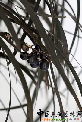 �������A�ݺ�횣�Ophiopogon planiscapus BLACK BEARD (��Yapar