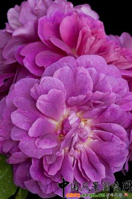 �¼������ݹ�������Rosa PRINCESS ANNE (��Auskitchen��)��