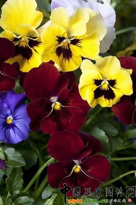 ���_�mؐ������ϵ��