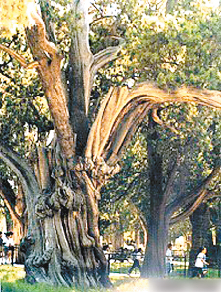 �°�ľ��Ŀ��Ȼ���ľ������һ��(ch��ng)�˞�ĳ���