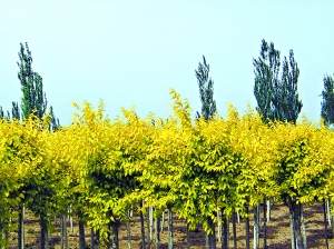 50��N���Ϳʡ�ֲ����l��Ҏģ�ƏV