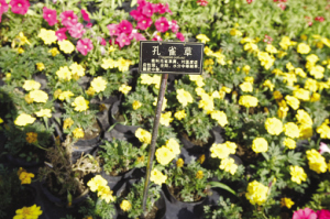 ���w�������L��������