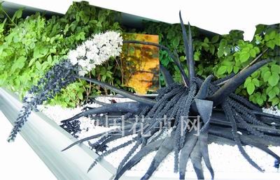 ���Ϻ�������Ӣ���^ һ����δ����ʹ���ֲ��