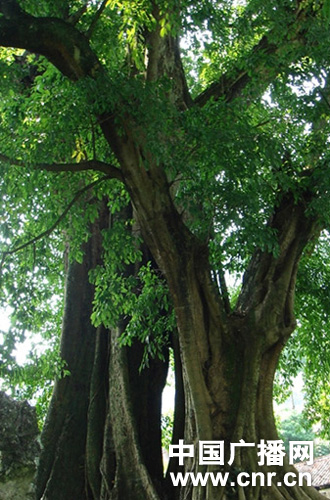 �F���󲨬Fǧ����Ř�Ⱥ �����Ԙ�顰ý��