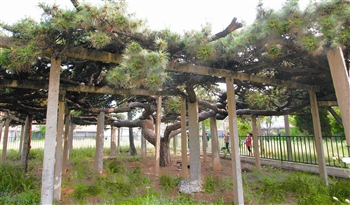 ����E�h�F����ľ�Ř�5788�� ����һ���Ř�113��