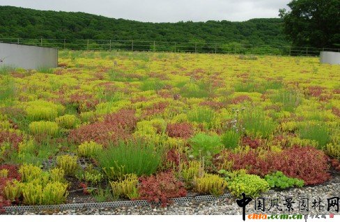 3000平方英尺的綠色屋頂是康涅狄格州最大的綠色屋頂。在輕質土壤上種植低養護成本的景天類植物，增加了
