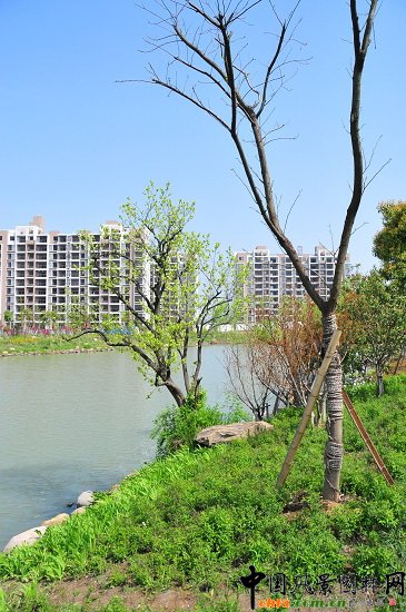 ������ɽ��(������B-�Ͻ���l)�C�����ξG������