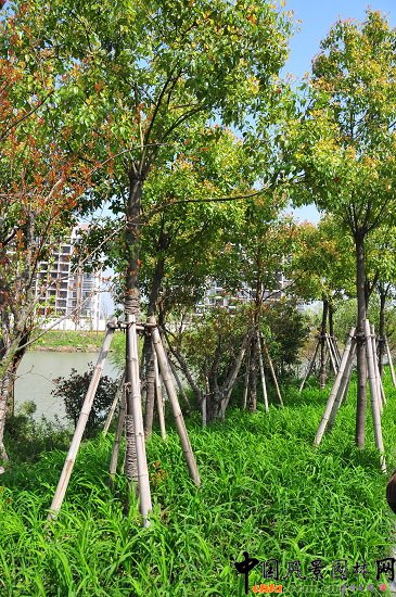 ������ɽ��(��(gu��)����B-�Ͻ���l)�C�����ξG������