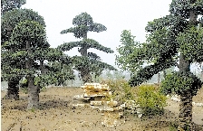 �c������D