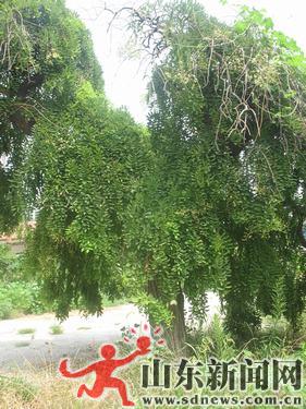 ɽ�|��300�q�Ż��v�M��ɣչӢ�� Ҋ�C�ƾÚvʷ