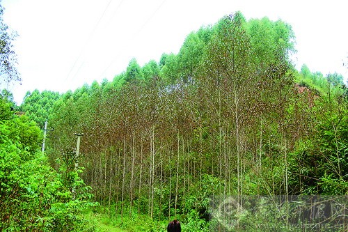 �ό������^һƬ���Ī��"Ⱦ�S"�����ҷQ����Ђ�Ⱦ��