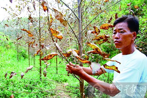 �ό������^һƬ���Ī��"Ⱦ�S"�����ҷQ����Ђ�Ⱦ��