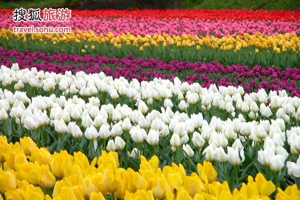 ���m�����㻨��