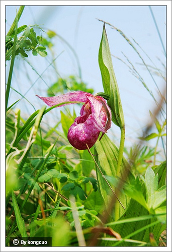 68.蘭科杓蘭屬大花杓蘭（大口袋花）2