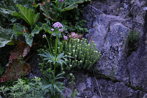 64.小叢紅景天（景天科紅景天屬）(炸魚拍攝)