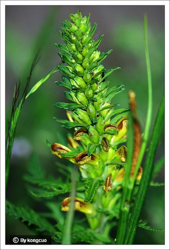 65.玄參科馬先蒿屬紅紋馬先蒿