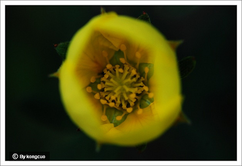 61.薔薇科委陵菜屬金露梅2